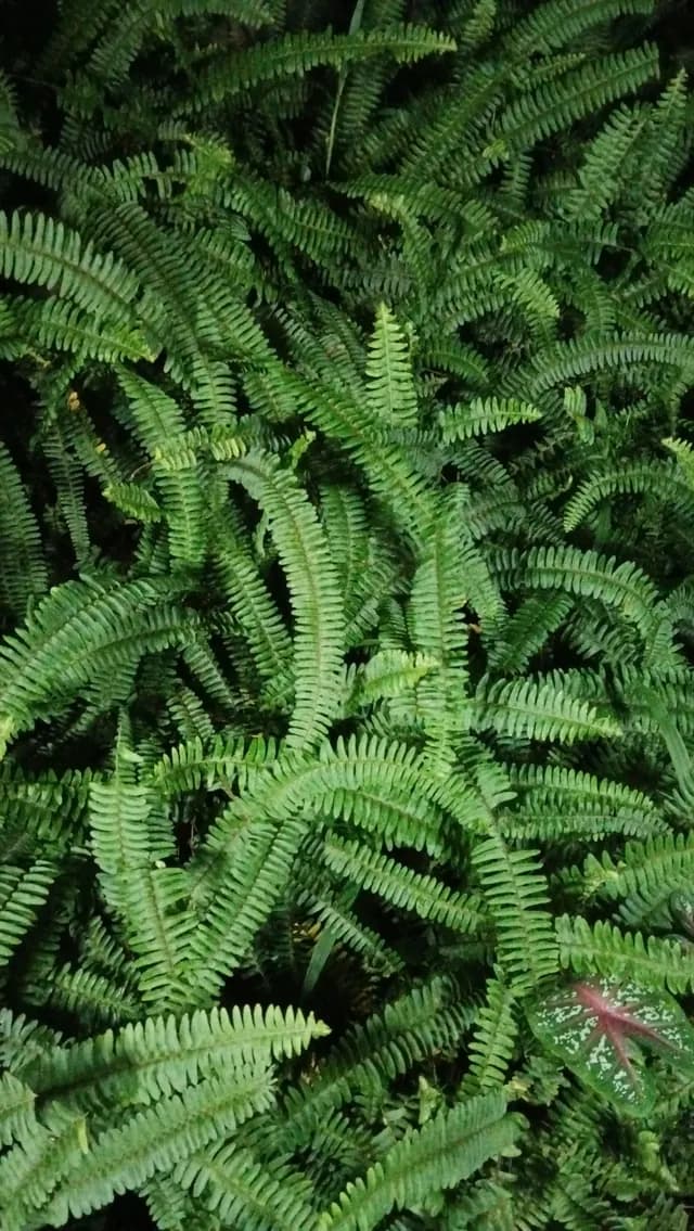 Wet ferns and undergrowth on the resort grounds during the monsoon