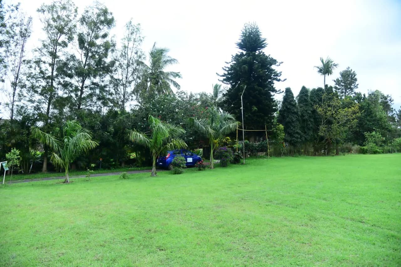 Wide mown lawn ringed by palms and tall trees