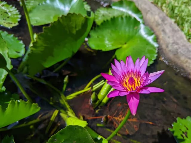A pink water lily open on the pond